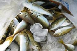 食コンRT★一文字では四季釣り