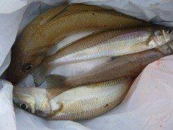 北公園でハネ、空港でキス