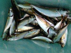 【芦屋の豆アジめっちゃ釣れる！】南芦屋浜エリア