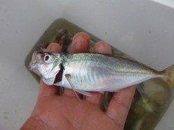 朝の空港タチウオだ、30cmのマアジだ!