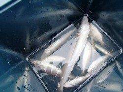 本日も豆アジ祭り♪29日夕方泉大津RT