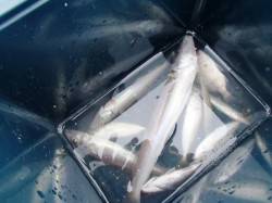  本日も豆アジ祭り♪29日夕方泉大津RT …