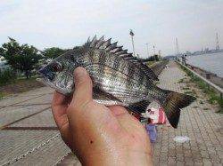 豆アジだよ全員集合！！泉大津　昼RT３０日