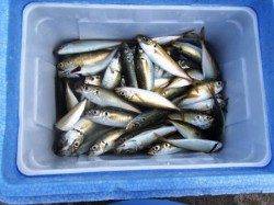 豆アジ乱舞！！泉大津RT！夕方