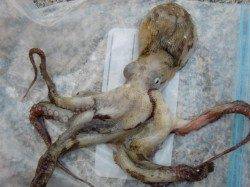 【アジが面白い】南芦屋浜リアルタイム