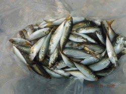 【サビキ好調♪連日釣れてます！】南芦屋浜