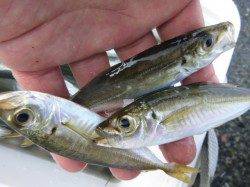 兵庫突堤　サビキの状況