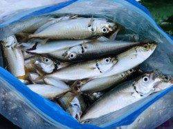 激アツサビキ!!　３１日夕方泉大津店