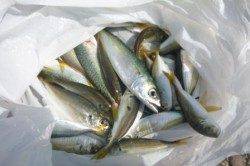 中アジ・豆アジ・キスin食コン♪