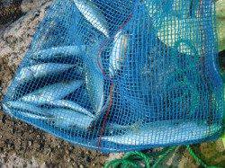 【サヨリ爆釣の予感♪】南芦屋浜リアルタイム