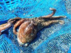 ☆チヌがキター☆泉大津　朝ＲＴ　９日