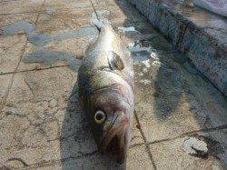 朝の空港も北公園も小野浜も！