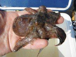 【アジ・タコ・サヨリ】鳴尾浜RT！