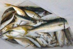 食コンリアル アジ・サバ・タコ!!