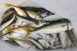  食コンリアル　アジ・サバ・タコ！！