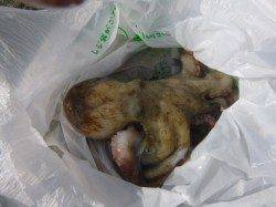 朝の兵突サヨリも！