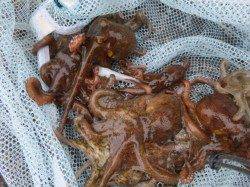 兵突ＲＴ　タコ１４ハイ！！