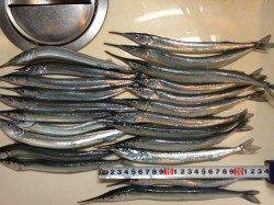 アジュール舞子　風・波の中でもサビキでアジ・サヨリ大漁☆