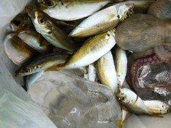 早朝は良い★アジにタコ★サヨリの姿も