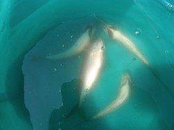 サヨリはどうだ?西宮ケーソンRT