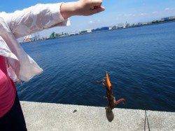 ☆サバ良型ゲット☆泉大津　お昼ＲＴ　１０日