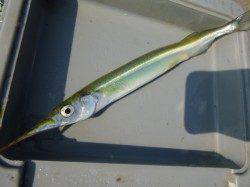 兵突は今日もさより快調