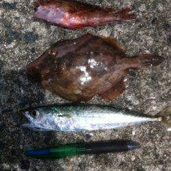 強風でもサビキは良い感じ！投げも！加太RT