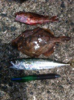 強風でもサビキは良い感じ！投げも！加太RT