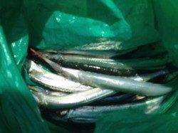 【芦屋のサヨリちゃん釣れています！】南芦屋浜