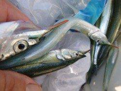 兵突　アジ、サヨリにちょい投げのキス