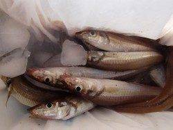 ☆チヌとキスがキタ~☆泉大津　夕方RT１１日