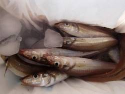 ☆チヌとキスがキタ~☆泉大津　夕方RT１１…