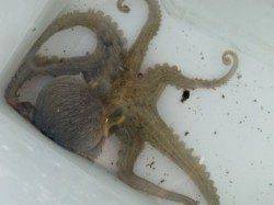 【風も関係なし!!】南芦屋浜リアルタイム