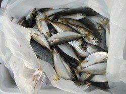 キス２０ｃｍオーバー出てます♪泉大津RT