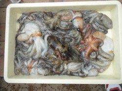 サヨリ爆釣中♪タコも！岸和田一文字RT14日