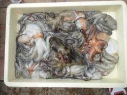 サヨリ爆釣中♪タコも！岸和田一文字RT14…