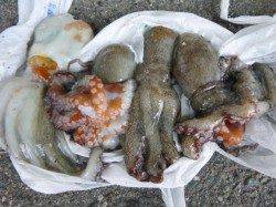 北公園ＲＴ　サヨリも来ました