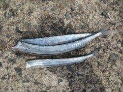 田ノ浦で【サヨリ】発見！１４日RT