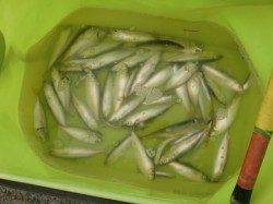 【釣物オンパレード♪】南芦屋浜リアルタイム