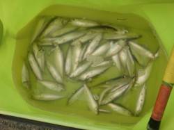 【釣物オンパレード♪】南芦屋浜リアルタイム…