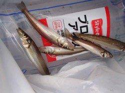 ◇キス釣れてます◇泉大津　夕方RT１４日