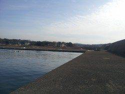 田ノ浦漁港でエギング【コウイカ】