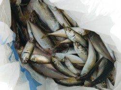 【連日好調・好釣】南芦屋浜リアルタイム