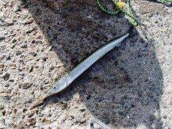 アジ、サヨリにキスも♪ 泉大津RT19日あさ