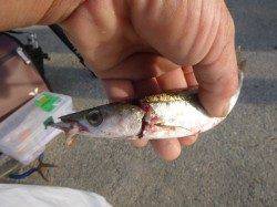 神戸空港でアジが入れ食い