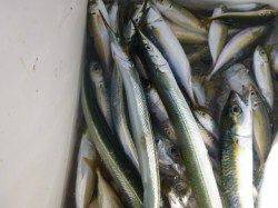 兵庫突堤　キスも良いです！