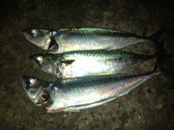 アジュール舞子　ウキ釣りでサバ〜38cm3…