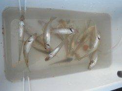 イワシもｷﾀｧｰ♪キスは今が旬！泉大津RT