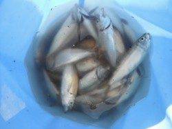 小アジ・豆アジ乱舞中♪泉大津RT20日朝