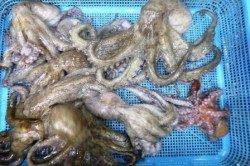 えっ！サビキでキスが２桁！